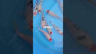 Tancho Go Sanke now on sale at Derbyshire Koi #koi #fish #tancho #Japanese koi #