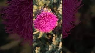 Steppe flowers in my village.  A lot of different flowers grow in the steppe.