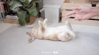 The Rabbit Got Shot! (Playing Dead) : MUJI SAMA むじ さま