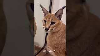 Floppa Gus is so Adorable : Caracal