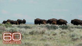 American Prairie: Restoring bison to northern Montana with a patchwork nature reserve | 60 Minutes