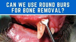 Veterinary Dentist Answers: Can We Use Round Burs for Bone Removal?