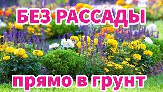 ЭТИ ЦВЕТЫ МОЖНО СЕЯТЬ СРАЗУ В ГРУНТ. Однолетники без рассады, цветущие все лето