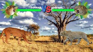 Cougar Vs Leopard