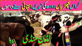 Crous Frision Duch Australion Bachrian Market / Cattel Markeet / Luddan Mandi.PK