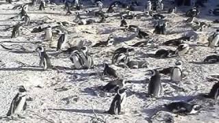There are so many cute penguins around Simon's Town, South Africa