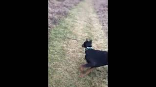 A dog helps his owner who is afraid of a snake