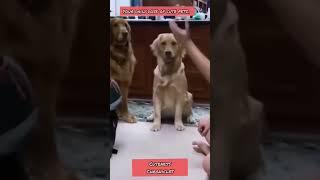 Cuteness Chronicles pt. 2 #funny #cats and #dogs #viral #cutenesschronicles
