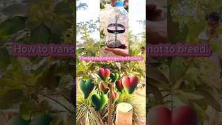 Experiment with grafting mangoes to grow well and not to breed