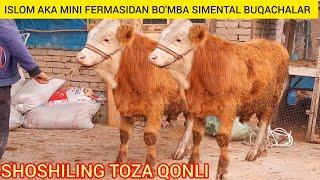 FERMADAN SIMENTAL BUQACHALAR TOZA QONLI DAXSHAT @Hikmatillo_uz