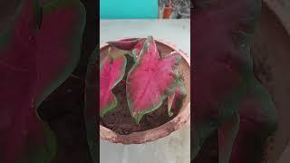 Syngonium plant  viral shot#trending# terrace garden #