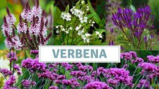 How To Grow Verbena Bonariensis And Verbena Hastata