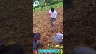 One Arm, One Leg – Still Working the Fields 