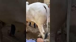 Jalal house qurbani 2020            ️Sibbi️