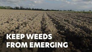 Keep Weeds From Emerging