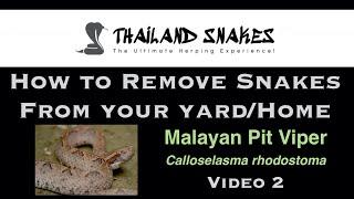 How To Remove a Malayan Pit Viper from Your Home or Yard?  ThailandSnakes.com | Video 2