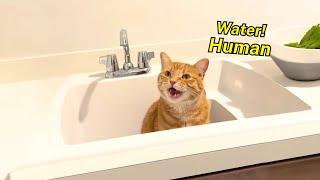 When You Live with a Talkative Cat, You’ll Laugh Every Day  Funny Cat TV