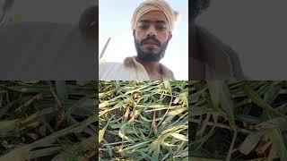 Blogger Hemant Singh  #kamal #viral shots #YouTube shots viral