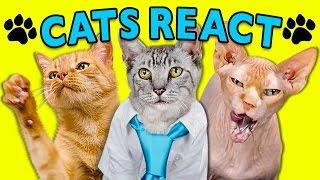 CATS REACT TO VIRAL VIDEOS #2