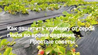 Как защитить клубнику от серой гнили во время цветения: Простые советы