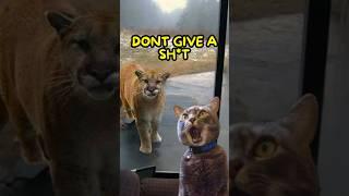 Cats Are Way Too Menacing