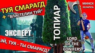 ХИТРОСТИ СТРИЖКИ ТУИ | СОВЕТЫ ПО ХВОЙНЫМ | ТОПИАР | @LORD_OF_GARDEN_BELARUS | НИВАКИ | Минск.Беларусь