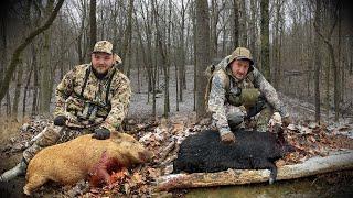 Shooting Hogs To Feed a 300 PERSON Game Dinner!!!