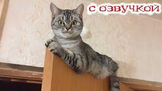 Приколы с котами! С ОЗВУЧКОЙ! СМЕШНЫЕ КОТЫ 2025! Самые смешные животные - Я РЖАЛ ДО СЛЕЗ!