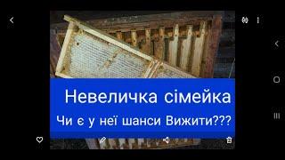 Карніка ф0 Зимувалі племінні чи острівні матки на продаж в травні. Українська карніка Матковод АМГ