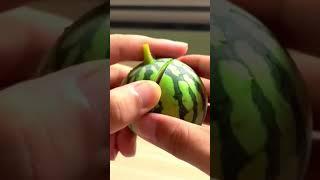 I ate the World’s SMALLEST watermelon! 