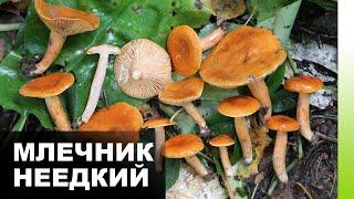 Млечник неедкий (Lactarius auranticus) | ЭНЦИКЛОПЕДИЯ ГРИБОВ