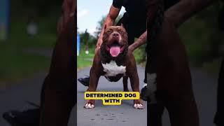 German Shepherd vs Pit Bull