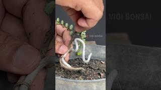 Basics of Making Bonsai
