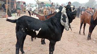 makhi cheeni breeder Bakray Ajmal TV Hasilpur