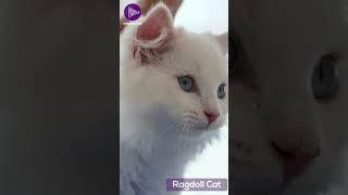 Ragdolls Cat - The Fluffy Blue Eyed Companions  #shorts