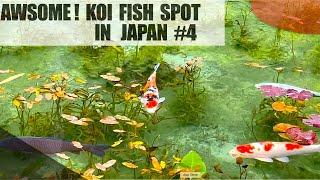 Awesome Koi fish pond! Monet's pond in Gifu in Japan.Oh beautiful koi pond in Japan!