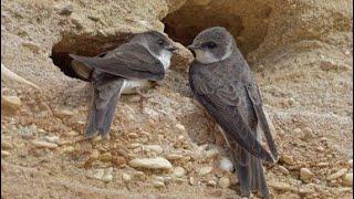 Sand martin