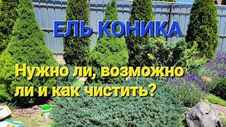 Ель КОНИКА. Нужно ли и как чистить? Возможно ли чистка Коники?