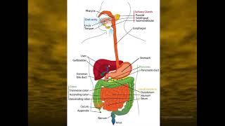 15:00-16:30  Physiology of digestive system  Digestion in the oral cavity and stomach