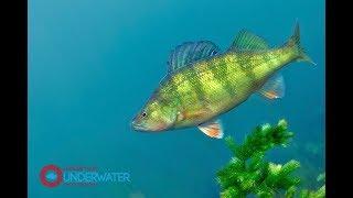 SIxty Seconds Underwater: Episode #2 Yellow Perch Underwater