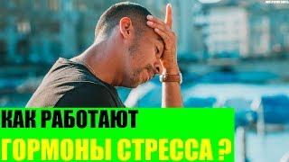 Как работают гормоны стресса?