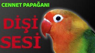 Cennet Papağanı Sesi Dişi Lovebird Sound #lovebird