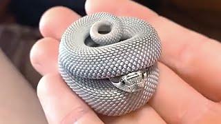 Snakes Can Be Cute Too - Funny Snake Video | Animals Life