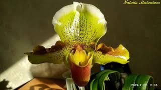 PAPHIOPEDILUM HARRY STAGE. Пафиопедилум 1,5 года в домашнем уходе за 15 мин. Четыре цветения за год!