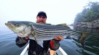 Ep.6 Striped SEA BASS - My FIRST EVER!!! - Catch, Clean and Cook