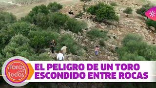 El peligro de un toro bravo escondido entre las rocas