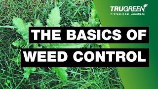 Weed Control Tips - TruGreen Lawn Care