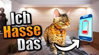 10 DINGE die jeder HASST (Aber als Katzen)