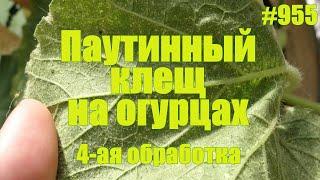 ПАУТИННЫЙ КЛЕЩ на огурцах в открытом грунте  Что делать и как бороться. 4-ая обработка