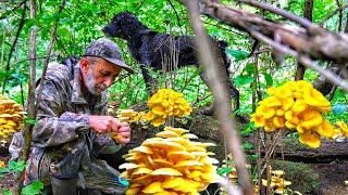 Mushrooms ILMAKI OYOSHENKA LEMON. Mushrooms of the Far East.